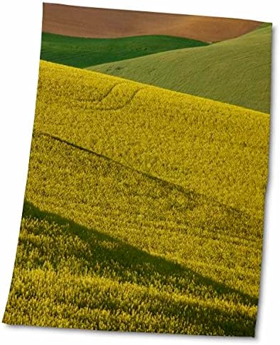 3Drose USA, Washington, Palouse, Whitman County, Canola Fields и пченица - крпи