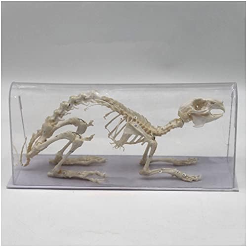 KH66ZKY модел на скелети за зајаци - примерок од зајаци од коски - Таксидермијата снабдува уметнички коски ветеринар Медицина 1: 1 Ветеринарна