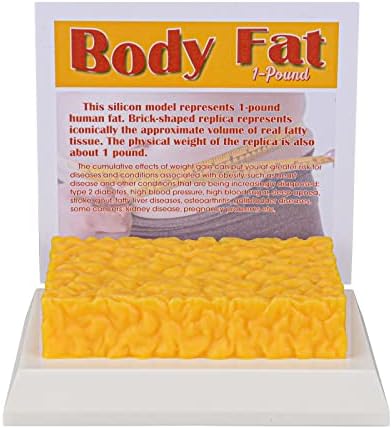 Симкоах човечко тело реплика на маснотии 1 lb, чувајте ја мотивацијата и потсетникот за слабеење, модел на демонстрација на човечко масно