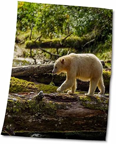 3drose Canada, B.C, Inside Passage, Riordan Creek, Бела дух мечка. - крпи