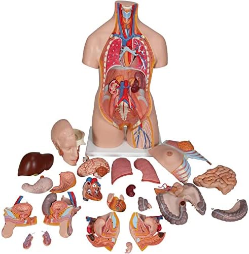 Модел на човечко тело Еркто - Торзо Анатомски модел - Човечки торзо анатомија модел 23 парчиња Отстранливи делови со срцево висцерално