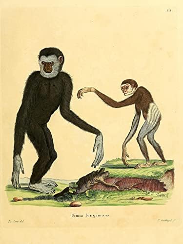 Lar бела рака Gibbon Primate Monkey Vintage Wildlife Classroom Office Decor Decor Zoology Antique Illustricat