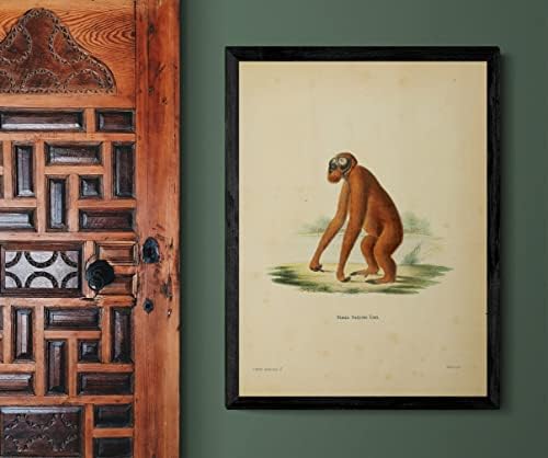 Борн Орангутан Примат Мајмун гроздобер диви животни училници канцеларија декор Зоологија античка илустрација постер за печатење - 11x14 “ - кора