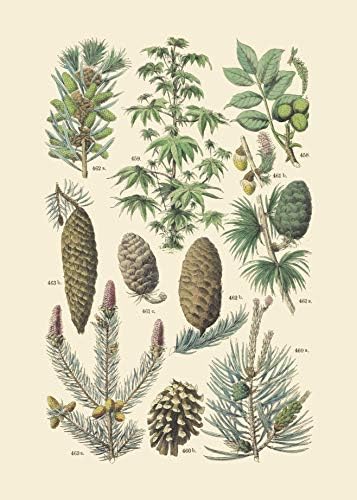 Гроздобер ботанички отпечатоци | Вудленд растенија од Ink Inc. | Печурки од диви цвеќиња Ферни дрвја бобинки wallидна уметност | Сет од