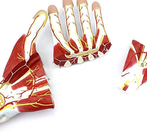 Наставен модел, образовен образовен модел Анатомски модел со невроваскуларен 2x зголемен модел на човечки раце одвојување 3 дела Анатомски човечки