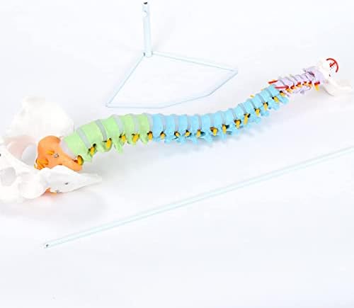 Xkiss обоен модел на човечки 'рбет, 34 модел на' рбетната големина на 'рбетот, флексибилен модел на' рбетот со карлица, 'рбетниот мозок,