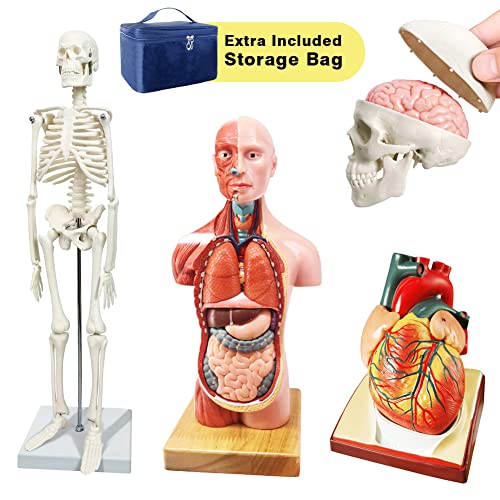 2023 Нов дизајн модел на човечки скелети, модел на череп, срцеви модели Најдобри модел на анатомија пакет сет од 3 практични алатки за студирање
